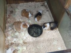 -上海大自然野生昆虫馆(东方明珠·爬宠昆虫探索中心)