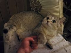 -猫色咖啡·猫咖