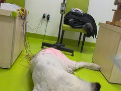 -美联众合动物医院·24h转诊中心