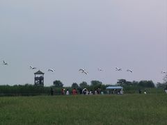 -盐城丹顶鹤湿地生态旅游区