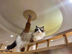 -滚猫咖啡·猫咖·猫友好撸猫(未来城店)