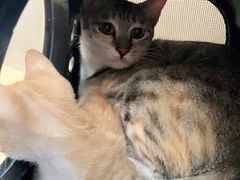 -宠颐生猫科·内科皮肤科(西平世纪城店)