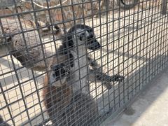 -石家庄市动物园