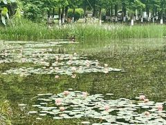 -白鹭湾湿地公园