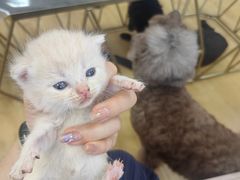 -喵百万·布偶·蓝金金渐层英短·猫舍(百子湾店)
