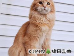 -十年猫舍·猫咪专门店(普陀店)