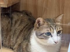 -博特宠物医院24h犬猫全科.骨科·异宠