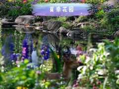 -上海共青森林公园