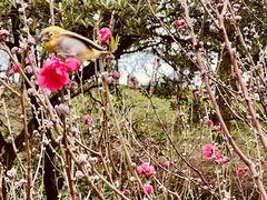-桃花涧