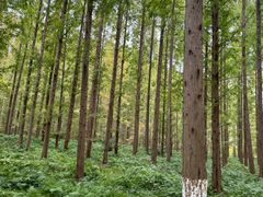 -黄海国家森林公园