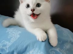 -欣宠猫屋·矮脚拿破仑·蓝金金渐层