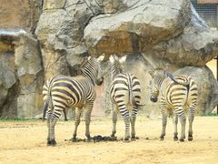 -杭州野生动物世界