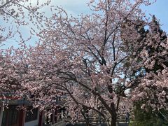 -桃花堤公园