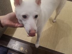 -逗柴咖啡屋·狗咖猫咖宠物桌游