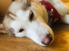 -Husky Go! 哈士奇体验馆·宠物咖啡厅狗咖