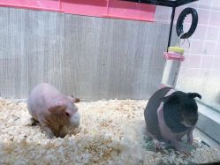 -Moni星球萌宠·小马宝莉·灵蛇·高端高阶全萌宠互动体验俱乐部(红豆国际广场店)