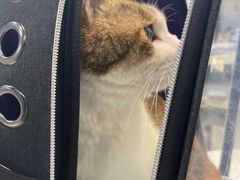 -瑞派动物医院·绝育·犬猫全科·预防医学(光景江南中店)