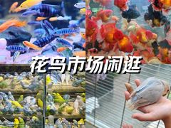 -青石桥花鸟鱼虫市场(叠翠城店)