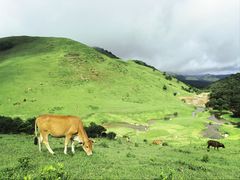 -大姆山草场