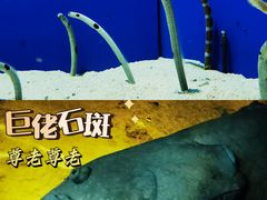 -上海海洋水族馆