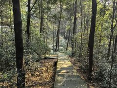 -铁山坪森林公园