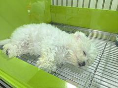-唐小姐の猫狗洗护·购宠旗舰店(周浦万达店)