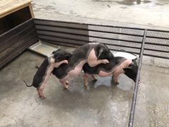 -衡哥肉铺