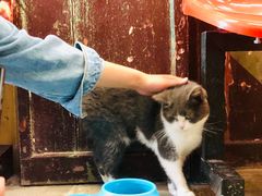 -猫咪博物馆(顶澳仔猫街店)