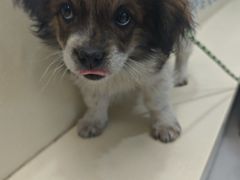 -全心全意连锁动物医院(加州店)