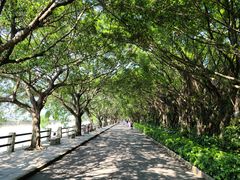-大湾区中央湿地公园
