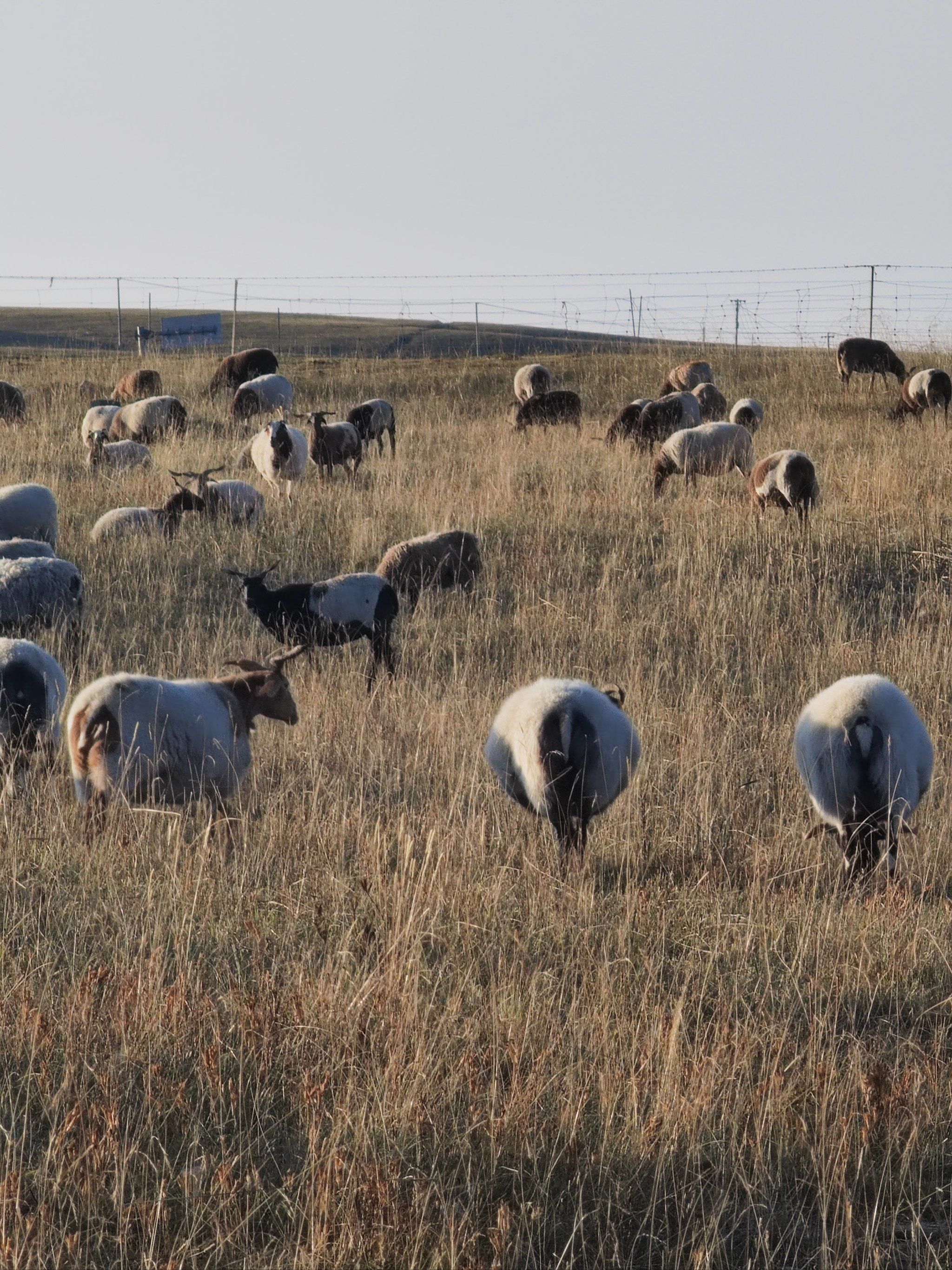 青海湖的绵羊和牦牛
