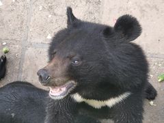 -西霞口神雕山野生动物世界