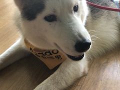 -Husky Go! 哈士奇体验馆·宠物咖啡厅狗咖