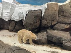 -海合安武汉极地海洋公园
