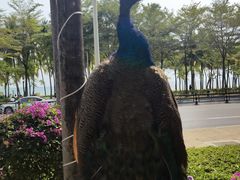 -三亚湾红树林度假世界(木棉酒店)