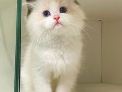 -lincat·猫舍(广州店)
