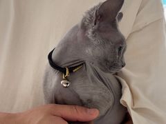 -德元·美联众合24小时动物医院(总院)