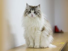 -柴迷FANS CLUB·柴犬狗咖·猫咖