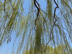 -大兴滨河森林公园