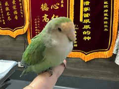 -爱侣宠医·鹦鹉专科·小型哺乳类·异宠专科(灵石路店)