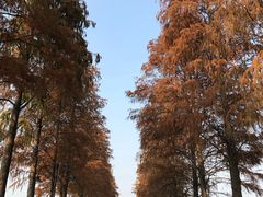 -东湖落雁景区