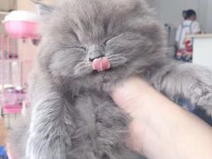 -喵zoo家庭繁育猫舍(尖东智能花园店)