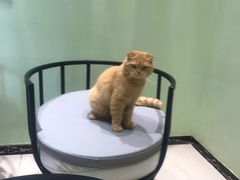 -藏猫猫咖啡主题馆(中央大道店)