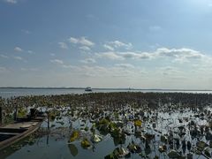-莲花岛景区
