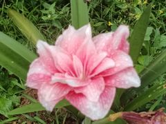 -南宁良凤江国家森林公园