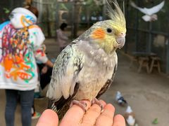 -呀路古热带植物园