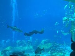 -亚特兰蒂斯•OSSIANO奥西亚诺海底餐厅