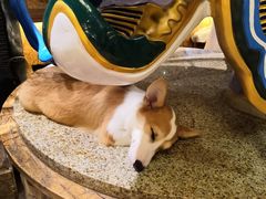 -more than meow吴止猫主题餐厅(承德 中船汇店)