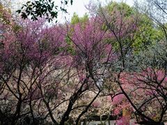-杭州植物园