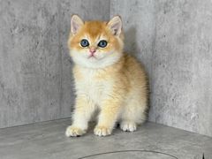 -小猫来了·猫舍(红山六九七九店)